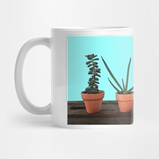 Succulents in Terra Cotta Mug